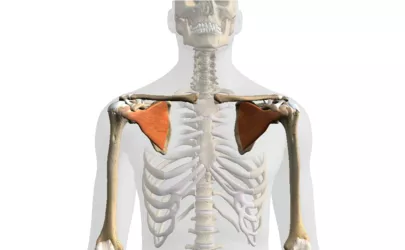 Der Subscapularis hervorgehoben in einer grafischen grauen Darstellung eines menschlichen Körpers