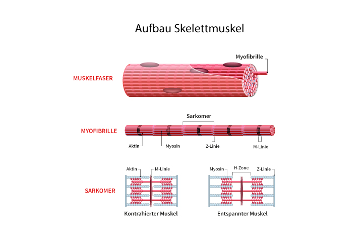 Gleitfilamenttheorie Definition Erkl Rung Ablauf