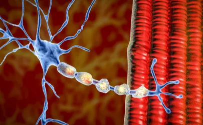 Illustration von Nervenzellen und Muskelzellen