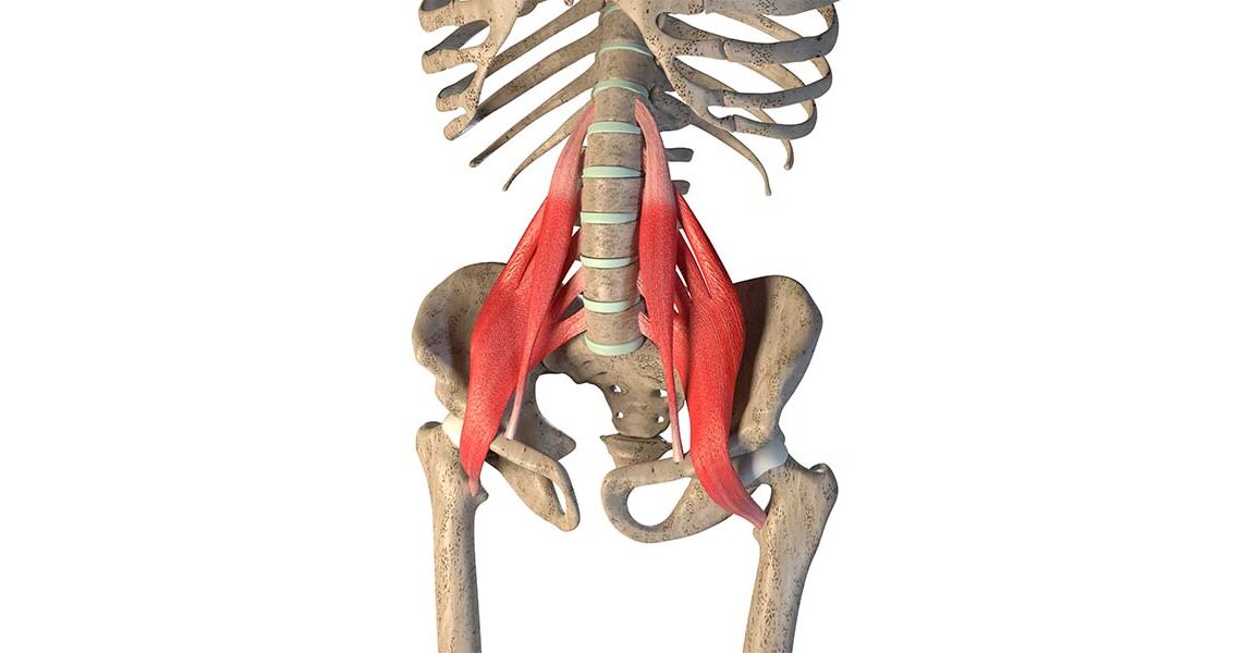 Iliopsoas Anatomie Und Funktion