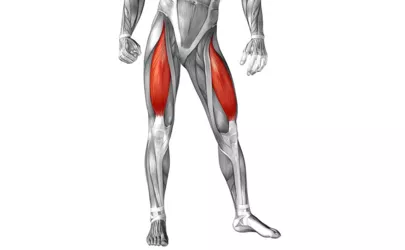 3D-Grafik der Anatomie der vorderen Oberschenkelmuskulatur des Menschen