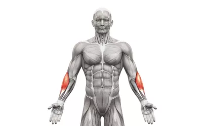 Grafik eines Menschen mit dem Fokus auf den Vorderarm Muskel
