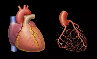 Physiologie der Herzschlagfrequenz