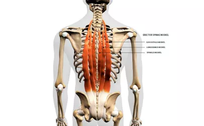 Erector Spinae: Anatomie, Funktion & Bedeutung