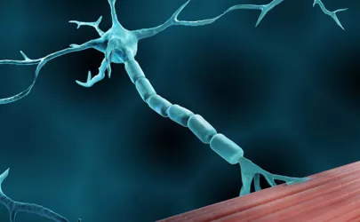 Illustration eines motorisches Neuron, das mit dem Muskel verbunden ist
