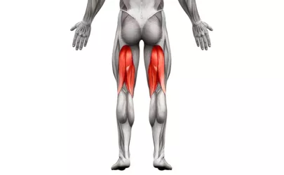 Illustration des Hamstrings Muskeln