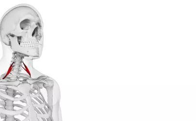 Scaleni Muskeln: Anatomie der Mm. Scaleni