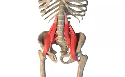 3D-Abbildung des Psoas-Muskels