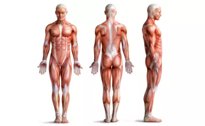 Illustration von der Anatomie eines Menschen aus verschiedenen Sichtwinkel