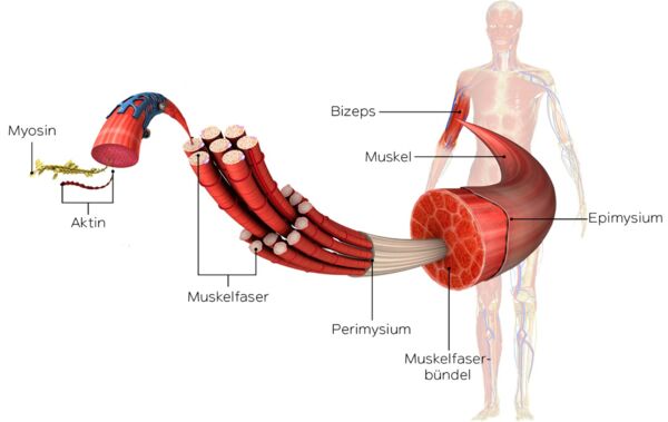 Anatomie eines Skelettmuskels