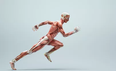 Illustration eines rennenden Menschen mit Sicht auf die Muskulatur