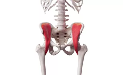 Iliacus: Anatomie und Funktion des Darmbeinmuskels