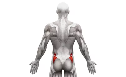 Illustration von der Anatomie der Muskeln