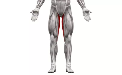 Gracilis-Muskel-Anatomie Muskeln