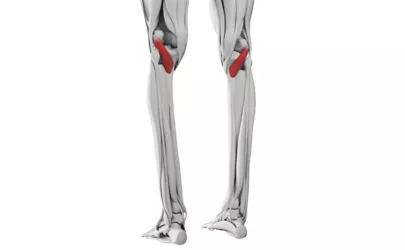 Popliteus: Anatomie und Funktion vom Kniekehlenmuskel
