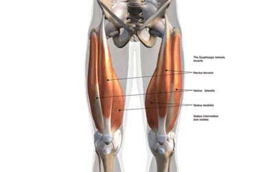 Grafik der vorderen Quadrizeps Muskeln mit Beschriftung
