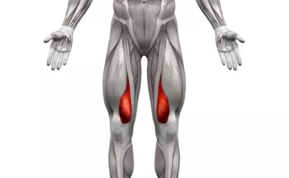 vastus Medialis-Muskel - Anatomie Muskeln