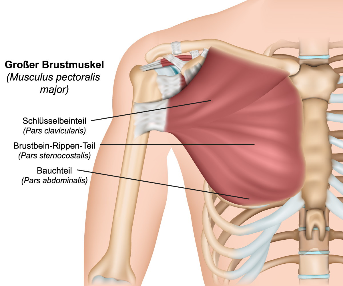 detaillierte Illustration des Brustmuskel mit Beschriftung